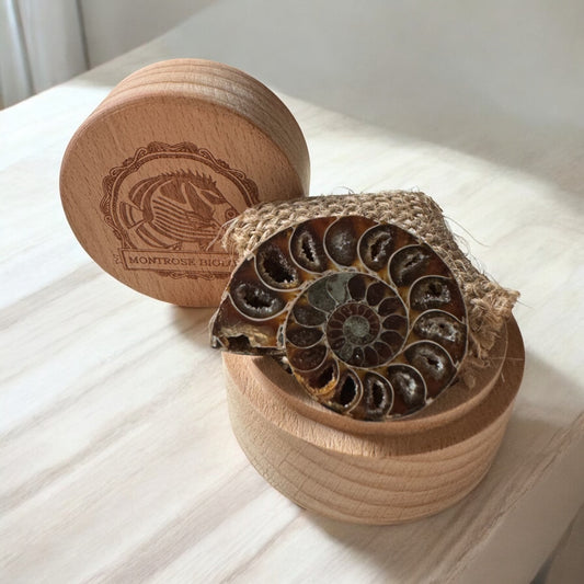 Ammonite Fossil (small)