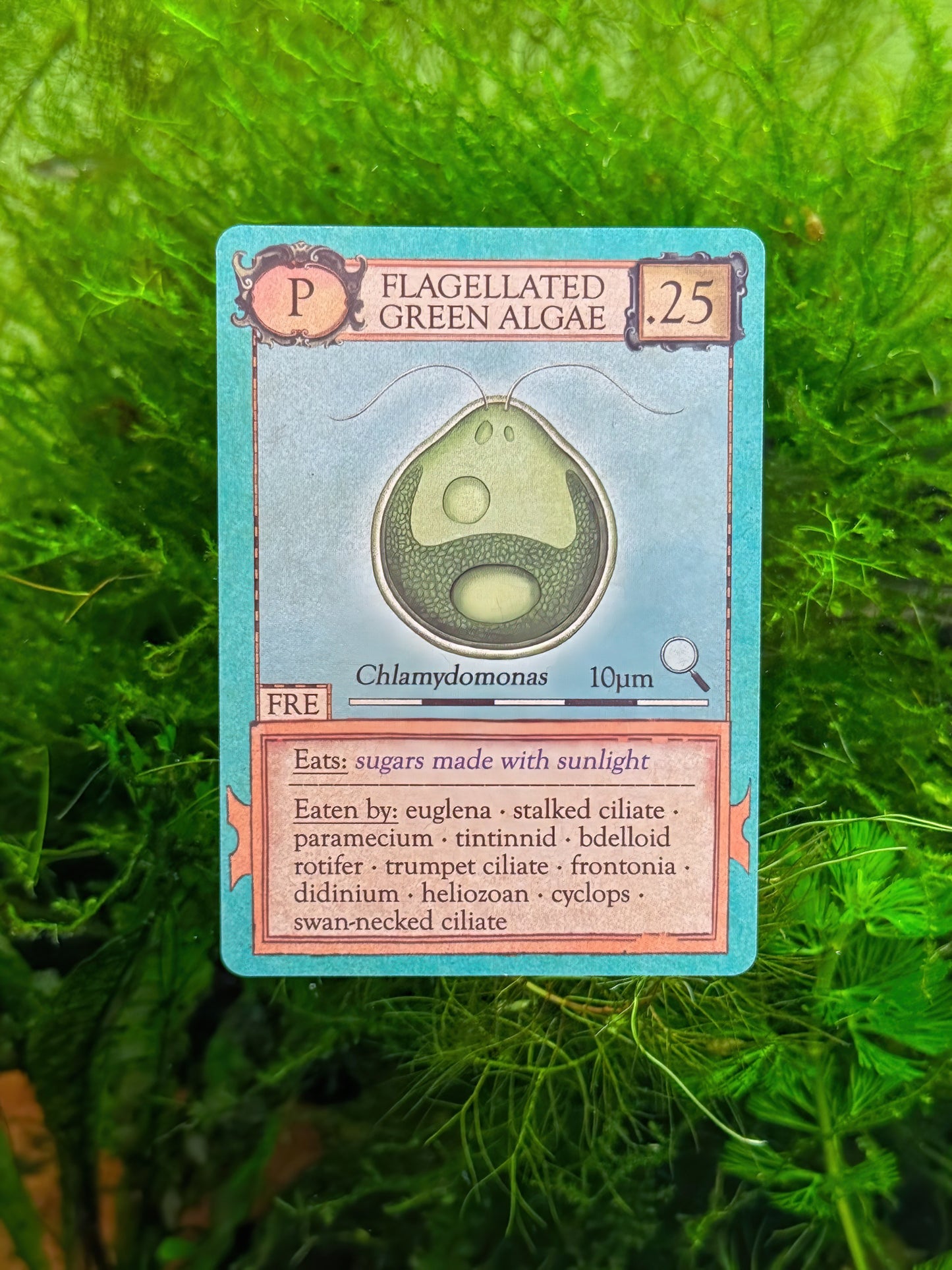 Ecologies: Marvelous Microbes