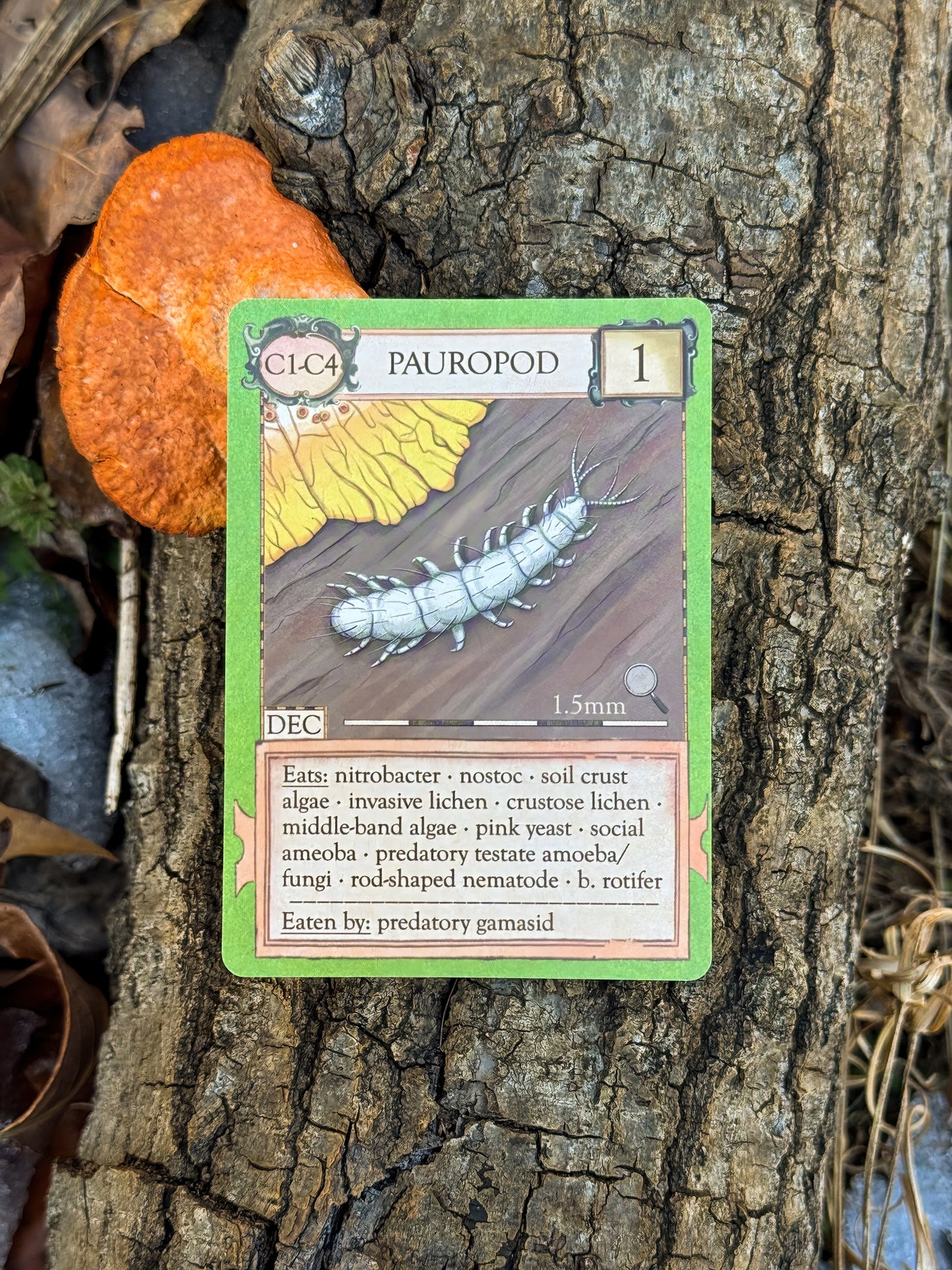 Ecologies: Marvelous Microbes