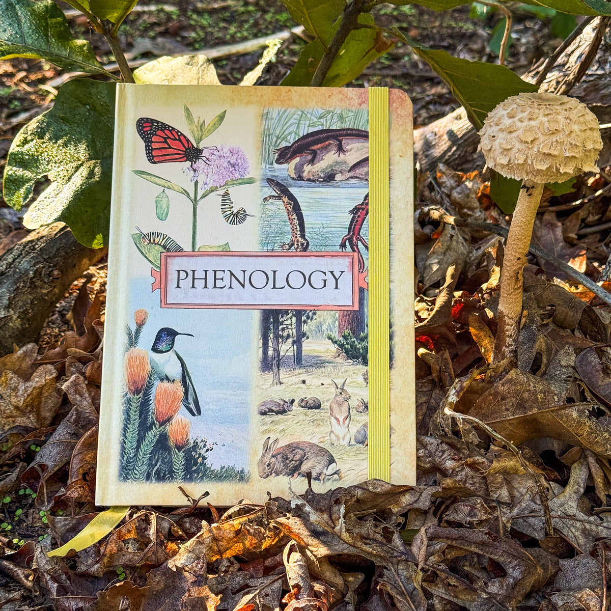 Phenology Journal - Guided Ecosystem Observation Notebook
