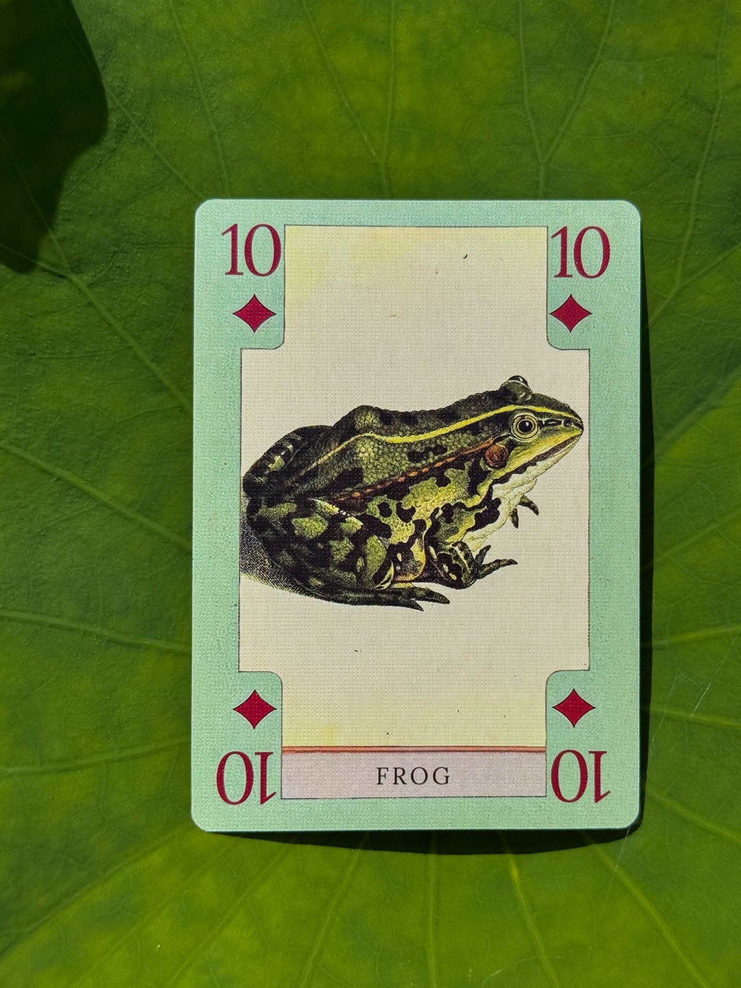Fish, Birds, Herps, and Inverts - Beautiful Vintage Art Playing Cards