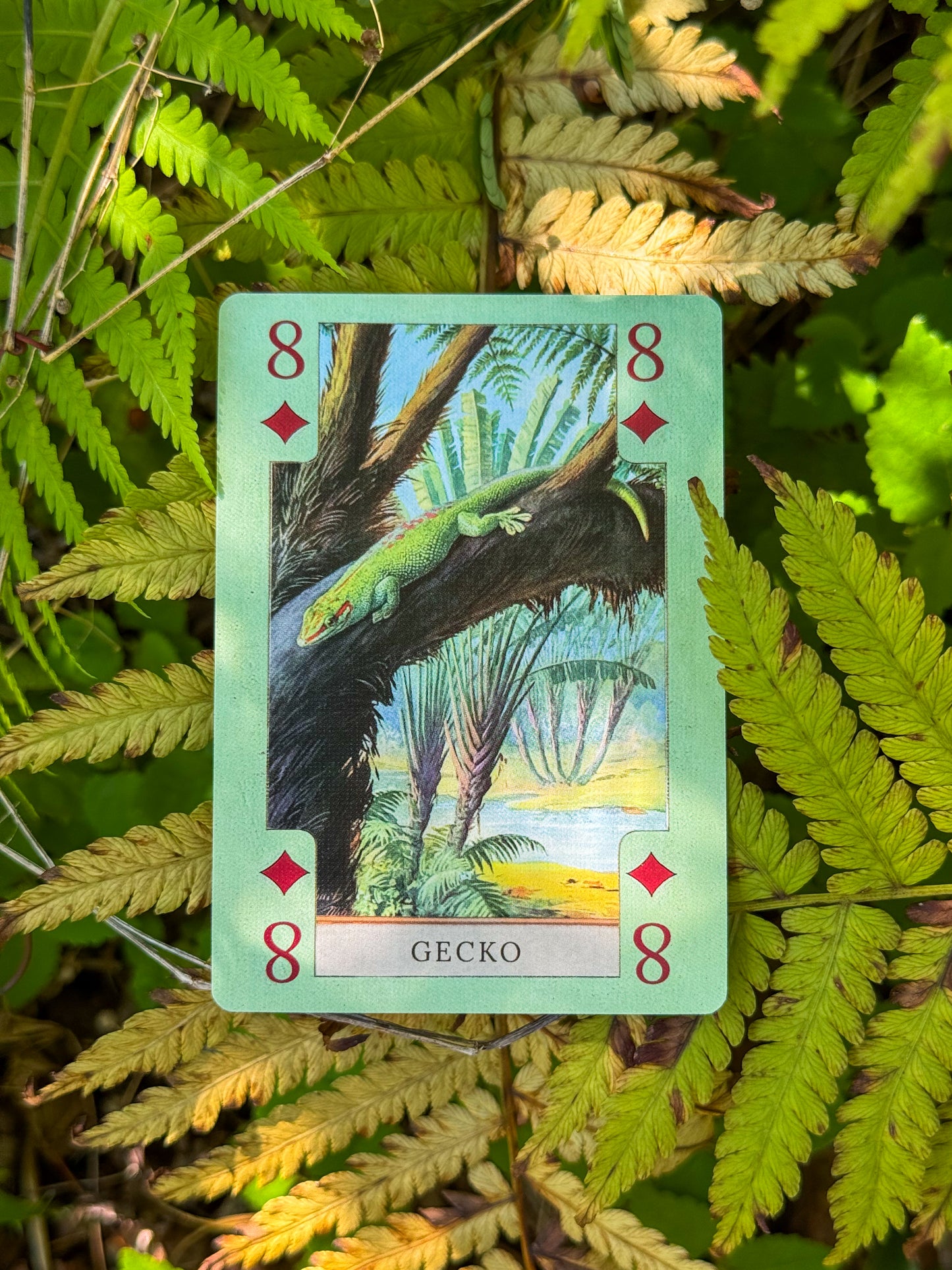 Fish, Birds, Herps, and Inverts - Beautiful Vintage Art Playing Cards